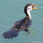 Little Pied Cormorant (Microcarbo melanoleucos) feeding on fish at Camden Haven Inlet in New South Wales