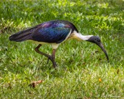 Straw-necked Ibis (Threskiornis spinicollis) foraging at Holmes Jungle near Darwin in Northern Territories Straw-necked Ibis (Threskiornis spinicollis) foraging at Holmes Jungle near Darwin in Northern Territories