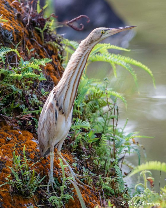 Yellow Bittern (Ixobrychus sinensis) female startled with stretched neck at tea garden lake in Japanese Garden Yellow Bittern (Ixobrychus sinensis) female startled with stretched neck at tea garden lake in Japanese Garden