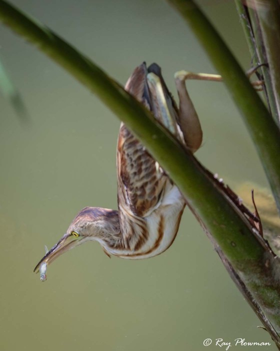 Yellow Bittern (Ixobrychus sinensis) immature perched on palm frond with fish at Singapore's Botanic Gardens Yellow Bittern (Ixobrychus sinensis) immature perched on palm frond with fish at Singapore's Botanic Gardens