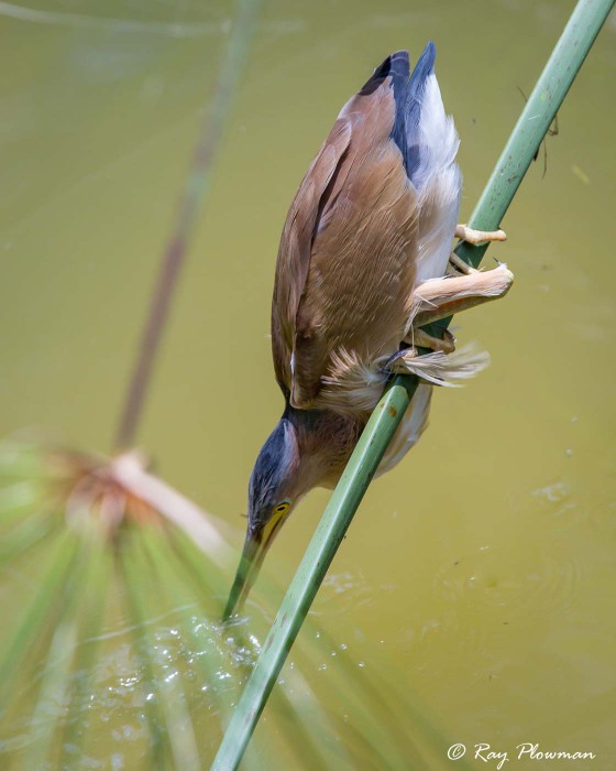 Yellow Bittern (Ixobrychus sinensis) male perched in palm frond striking prey in water at Singapore's Botanic Gardens Yellow Bittern (Ixobrychus sinensis) male perched in palm frond striking prey in water at Singapore's Botanic Gardens