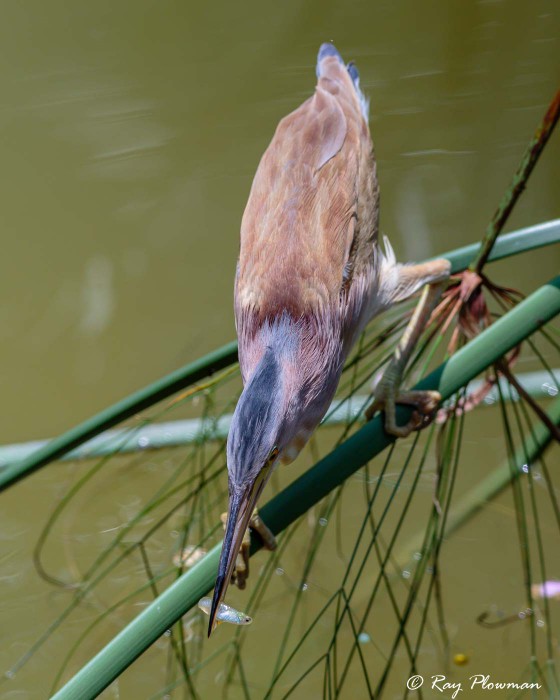 Yellow Bittern (Ixobrychus sinensis) male perched in palm frond with fish in bill at Singapore's Botanic Gardens Yellow Bittern (Ixobrychus sinensis) male perched in palm frond with fish in bill at Singapore's Botanic Gardens