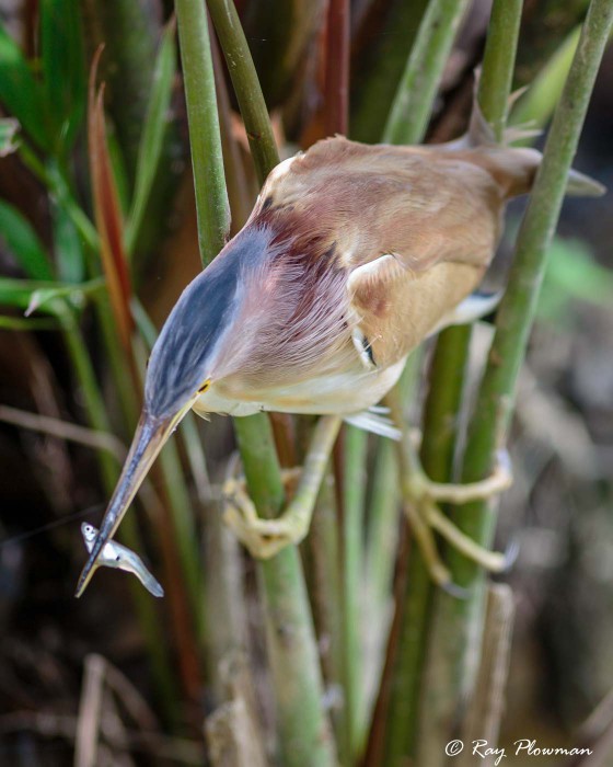 Yellow Bittern (Ixobrychus sinensis) male perched in palm frond with fish in bill at Singapore's Botanic Gardens Yellow Bittern (Ixobrychus sinensis) male perched in palm frond with fish in bill at Singapore's Botanic Gardens