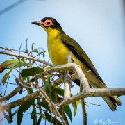 Australasian Figbird (Sphecotheres vieilloti flaviventris) Male at Cattana Wetlands in tropical Queensland