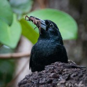 Black Butcherbird (Melloria quoyi rufescens) feeding on spiders at Mission Beach in Queensland's wet tropics