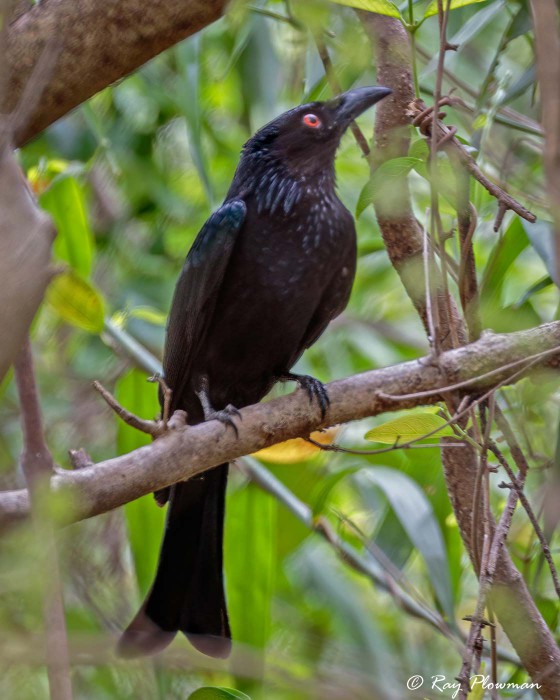 Spangled Drongo (Dicrurus bracteatus baileyi) perched in forest at Mary River Wilderness Retreat, Northern Territories Spangled Drongo (Dicrurus bracteatus baileyi) perched in forest at Mary River Wilderness Retreat, Northern Territories