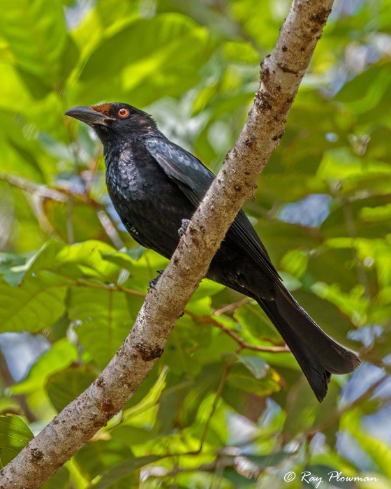 Spangled Drongo (Dicrurus bracteatus atrabectus) at Cape Tribulation Exotic Fruit Farm in tropical Queensland Spangled Drongo (Dicrurus bracteatus atrabectus) at Cape Tribulation Exotic Fruit Farm in tropical Queensland