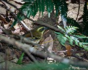 Yellow-throated Scrubwren (Sericornis citreogularis /) female on the ground in D'Aguilar NP rainforest at Maiala Yellow-throated Scrubwren (Sericornis citreogularis /) female on the ground in D'Aguilar NP rainforest at Maiala