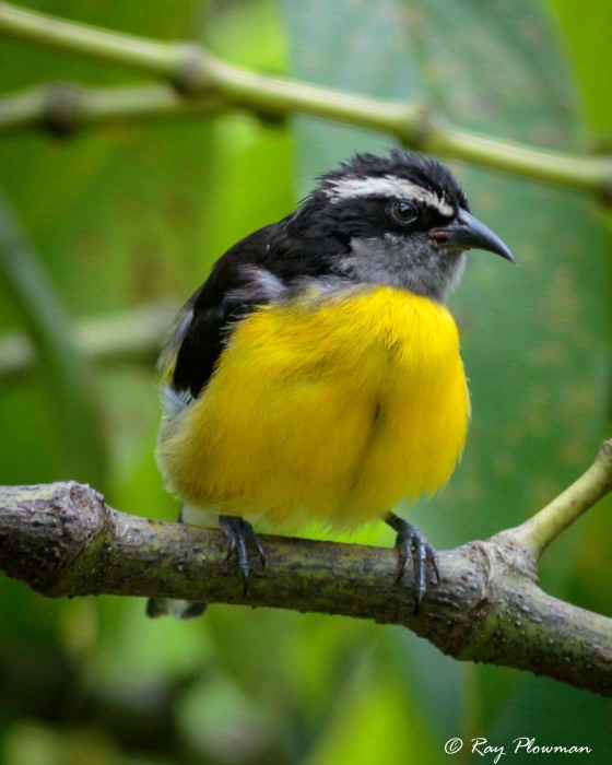 Tanagers, Cardinals and Darwin's Finches | Ray Plowman