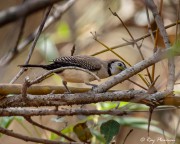 Double-barred Finch (Taeniopygia bichenovii annulosa) pulling a tree shoot at Mary River Wilderness Retreat in Northern Territories Double-barred Finch (Taeniopygia bichenovii annulosa) pulling a tree shoot at Mary River Wilderness Retreat in Northern Territories