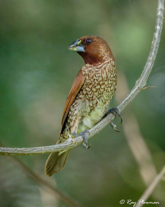 Scaly-breasted Munia (Lonchura punctulata fretensis) feeding on grass seeds at Coney Island in Singapore Scaly-breasted Munia (Lonchura punctulata fretensis) feeding on grass seeds at Coney Island in Singapore