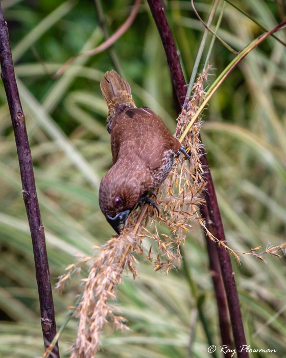Scaly-breasted Munia (Lonchura punctulata fretensis) gathering nesting material at Hort Garden in Singapore Scaly-breasted Munia (Lonchura punctulata fretensis) gathering nesting material at Hort Garden in Singapore
