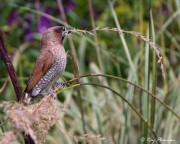 Scaly-breasted Munia (Lonchura punctulata fretensis) gathering nesting material at Hort Garden in Singapore Scaly-breasted Munia (Lonchura punctulata fretensis) gathering nesting material at Hort Garden in Singapore