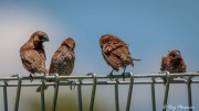 Scaly-breasted Munia (Lonchura punctulata fretensis) Juveniles perched at Punggol Point Esplanade Singapore Scaly-breasted Munia (Lonchura punctulata fretensis) Juveniles perched at Punggol Point Esplanade Singapore