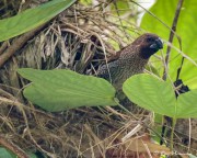 Scaly-breasted Munia (Lonchura punctulata fretensis) Emerging from nest at Satay by the Bay in Singapore Scaly-breasted Munia (Lonchura punctulata fretensis) Emerging from nest at Satay by the Bay in Singapore