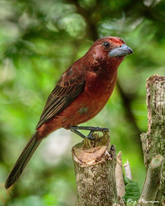 Silver-beaked Tanager (Ramphocelus carbo magnirostris) Female perched at Asa Wright Nature Reserve in Trinidad Silver-beaked Tanager (Ramphocelus carbo magnirostris) Female perched at Asa Wright Nature Reserve in Trinidad