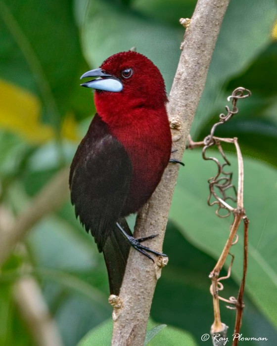 Silver-beaked Tanager (Ramphocelus carbo magnirostris) Male perched at Asa Wright Nature Reserve in Trinidad Silver-beaked Tanager (Ramphocelus carbo magnirostris) Male perched at Asa Wright Nature Reserve in Trinidad