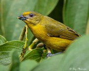 Violaceous Euphonia (Euphonia violacea rodwayi) Female feeding at Asa Wright Nature Centre in Trinidad Violaceous Euphonia (Euphonia violacea rodwayi) Female feeding at Asa Wright Nature Centre in Trinidad
