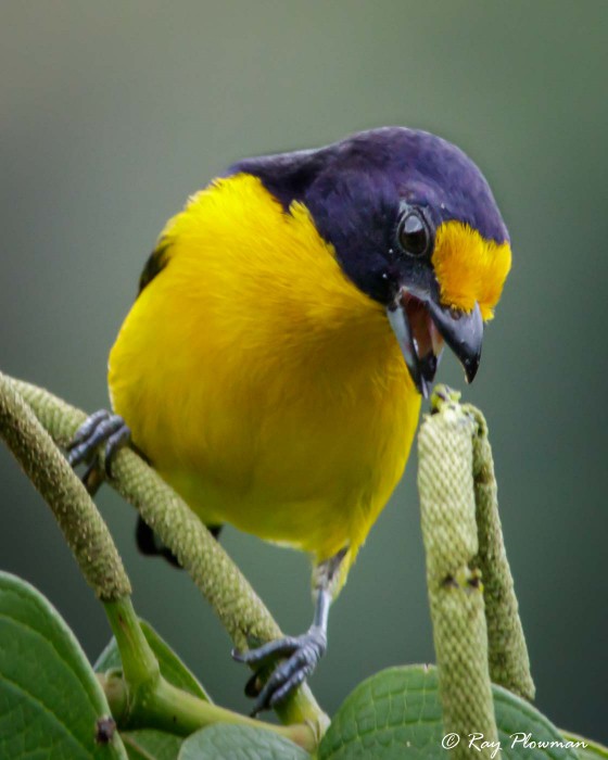 Violaceous Euphonia (Euphonia violacea rodwayi) Male feeding at Asa Wright Nature Centre in Trinidad Violaceous Euphonia (Euphonia violacea rodwayi) Male feeding at Asa Wright Nature Centre in Trinidad