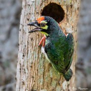 Coppersmith Barbet (Psilopogon haemacephalus indicus) at tree nest hole at Chinees Garden in Singapore