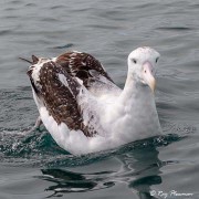 Gibson’s Albatross (Diomedea antipodensis gibsoni) female on water at Kaikoura Pelagic in New Zealand.