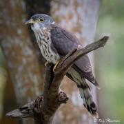 Malay Hawk-cuckoo (Hierococcyx fugax) perched at Bidadari Cemetery Woodland in Singapore