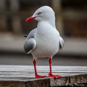 Red-billed Gull Red-billed Gull (Chroicocephalus novaehollandiae scopulinus) at Stewart Island in New Zealand