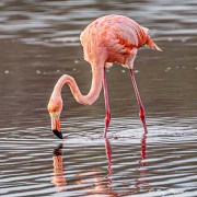 American Flamingo (Phoenicopterus ruber) at Punta Cormorant on Floreana