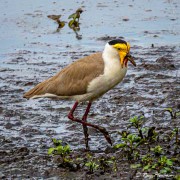 Masked Lapwing (Vanellus miles) at Mamukala Wetlands in Kakadu National Park