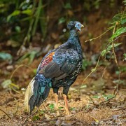 Crested Fireback (Lophura ignita rufa) male at Taman Negara National Park in Malaysia