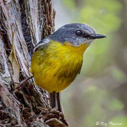 Eastern Yellow Robin (Eopsaltria australis) perched at Booderee National Park in Jervis Bay Territory