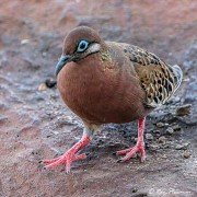 Galapagos Dove (Zenaida galapagoensis) on the ground at Espanola Island