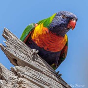 Rainbow Lorikeet (Trichoglossus moluccanus) at Bel Air National Park in South Australia