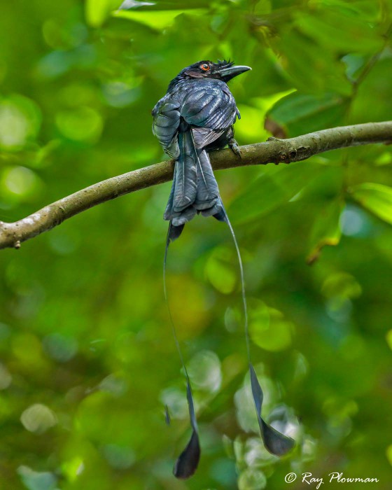 Greater Racket-tailed Drongo (Dicrurus paradiseus platurus) perched at Bukit Timah Nature Reserve in Singapore Greater Racket-tailed Drongo (Dicrurus paradiseus platurus) perched at Bukit Timah Nature Reserve in Singapore