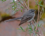 Grey Fantail (Rhipidura albiscapa) at Little Gravelly Beach Tack in Freycinet National Park, Tasmania Grey Fantail (Rhipidura albiscapa) at Little Gravelly Beach Tack in Freycinet National Park, Tasmania