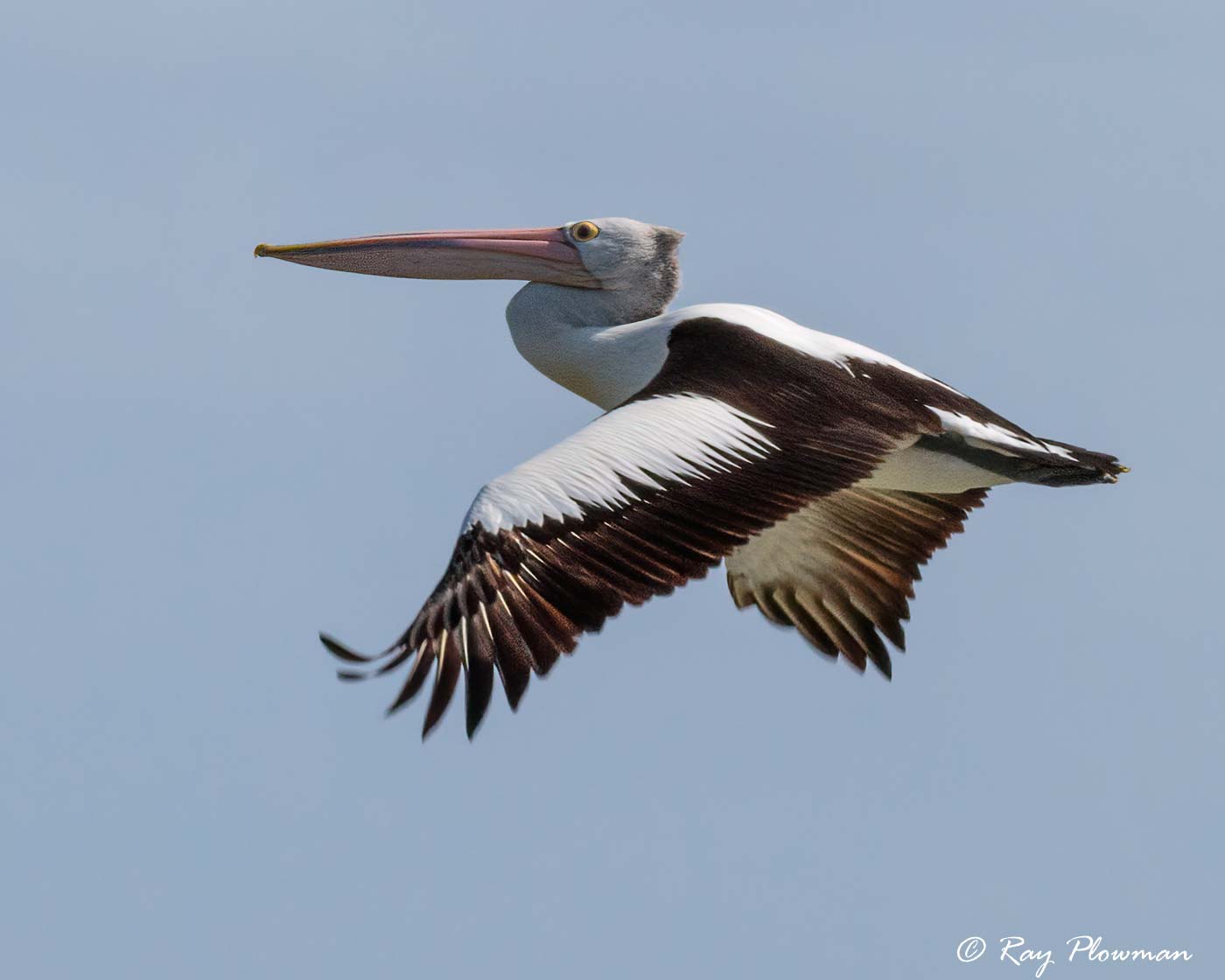 Australian Pelican (Pelecanus conspicillatus) flying at Lake Albert / Yarli in Meninge, South Australia