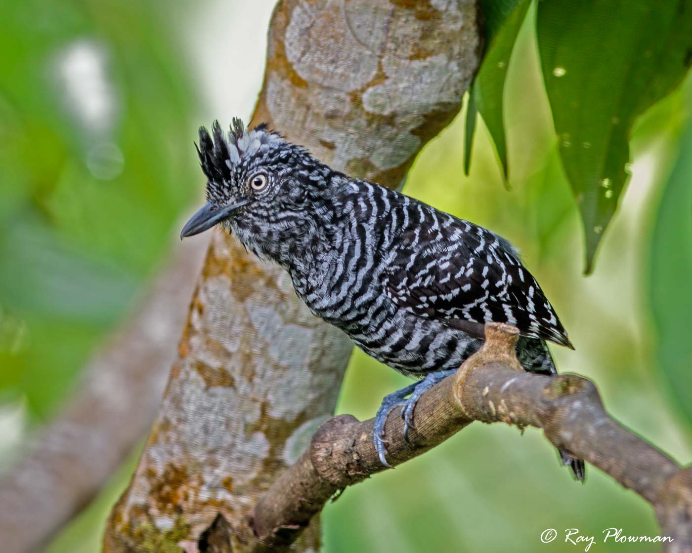 Barred Antshrike (Thamnophilus doliatus) male perched at Asa Wright Nature Centre in Trinidad