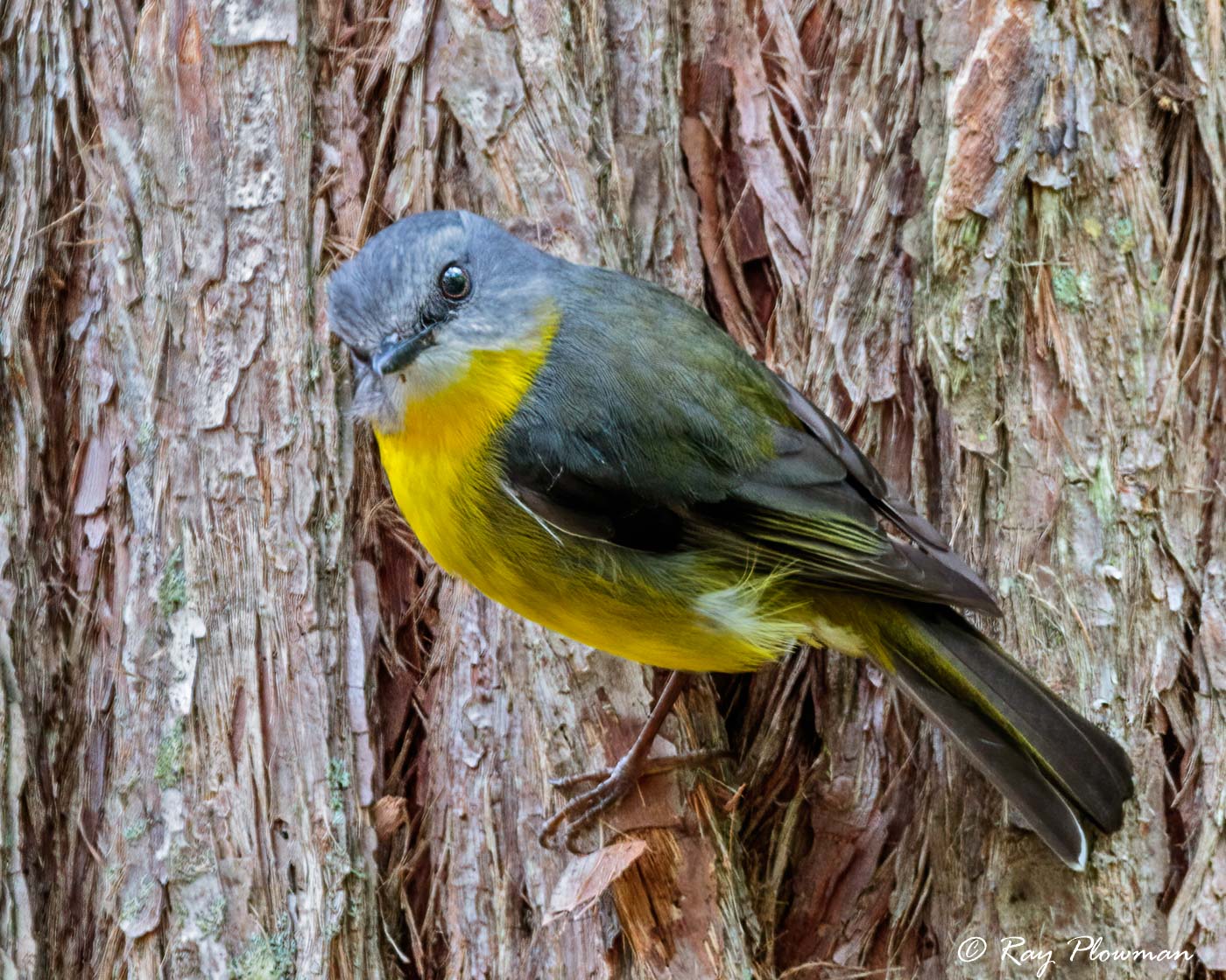 Eastern Yellow Robin (Eopsaltria australis) perched at Booderee National Park in Jervis Bay Territory