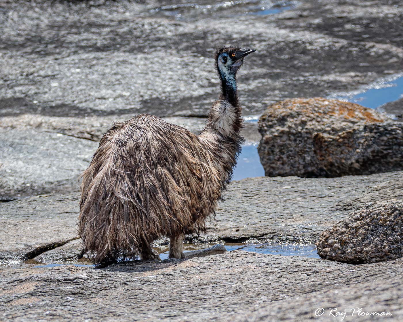 Emu (Dromaius novaehollandiae) male drinking from rock pools at Cape Donnington in Lincoln National Park