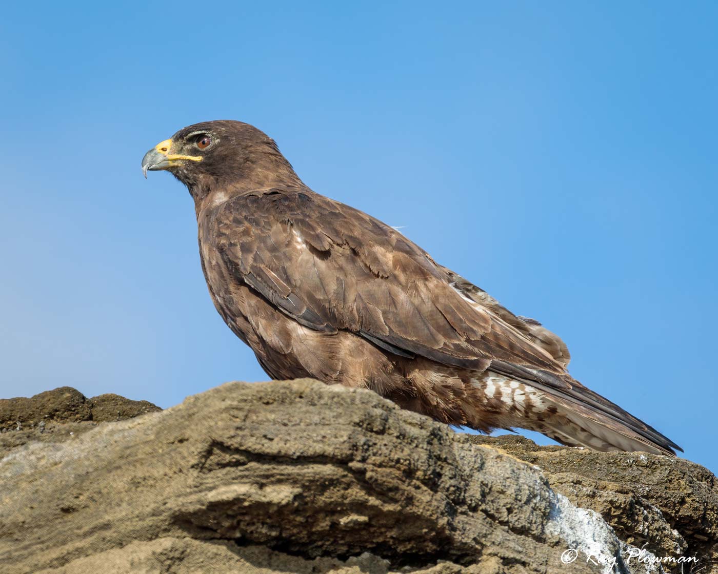 Galapagos Hawk (Buteo galapagoensis) looking for prey on Santiago Island