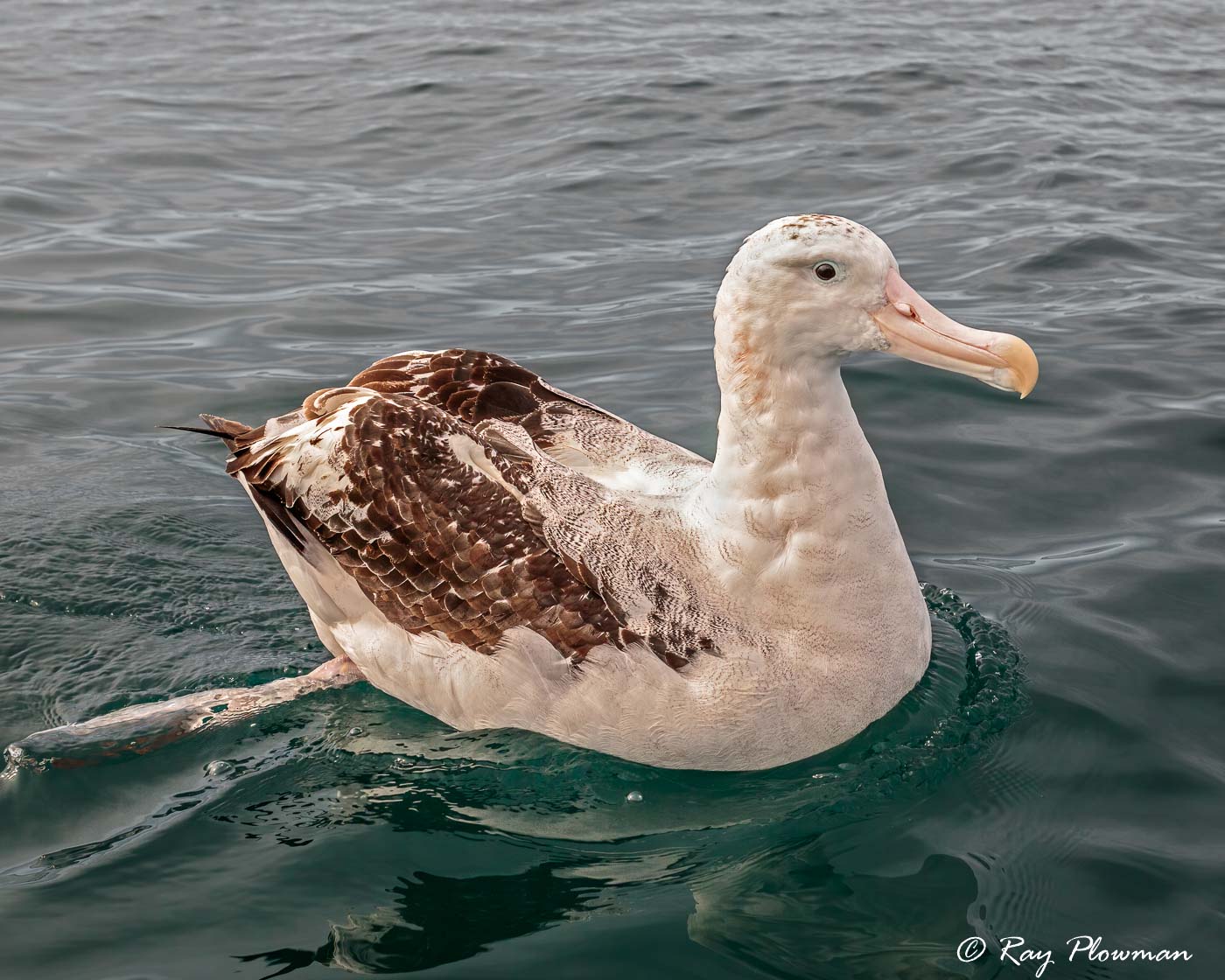 Gibson’s Albatross (Diomedea antipodensis gibsoni) female on the water at Kaikoura Pelagic