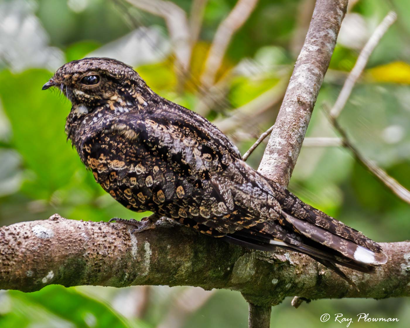 Grey Nightjar (Caprimulgus jotaka hazarae) male perched near Jelutong Tower in Singapore's Central Catchment Reserve