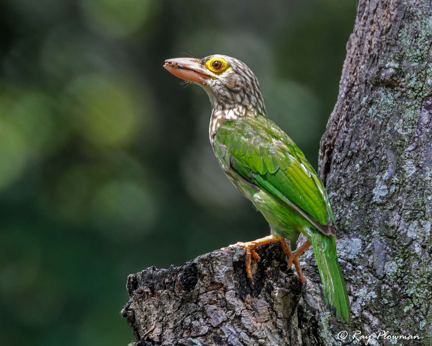 Lineated Barbet (Psilopogon lineatus hodgsoni) perched in a tree at Toh Yi Dr in Singapore