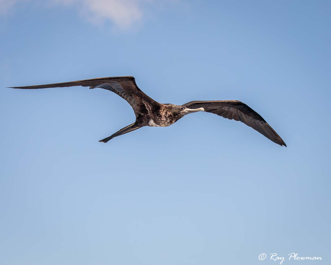 Magnificent Frigatebird immature female flying near boat north of Santiago Island