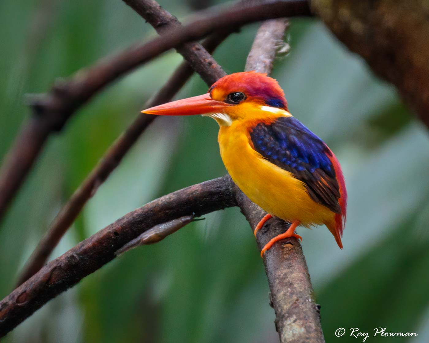 Oriental Dwarf Kingfisher (Ceyx erithacus) hunting for Insects at Bukit Timah Nature Reserve in Singapore
