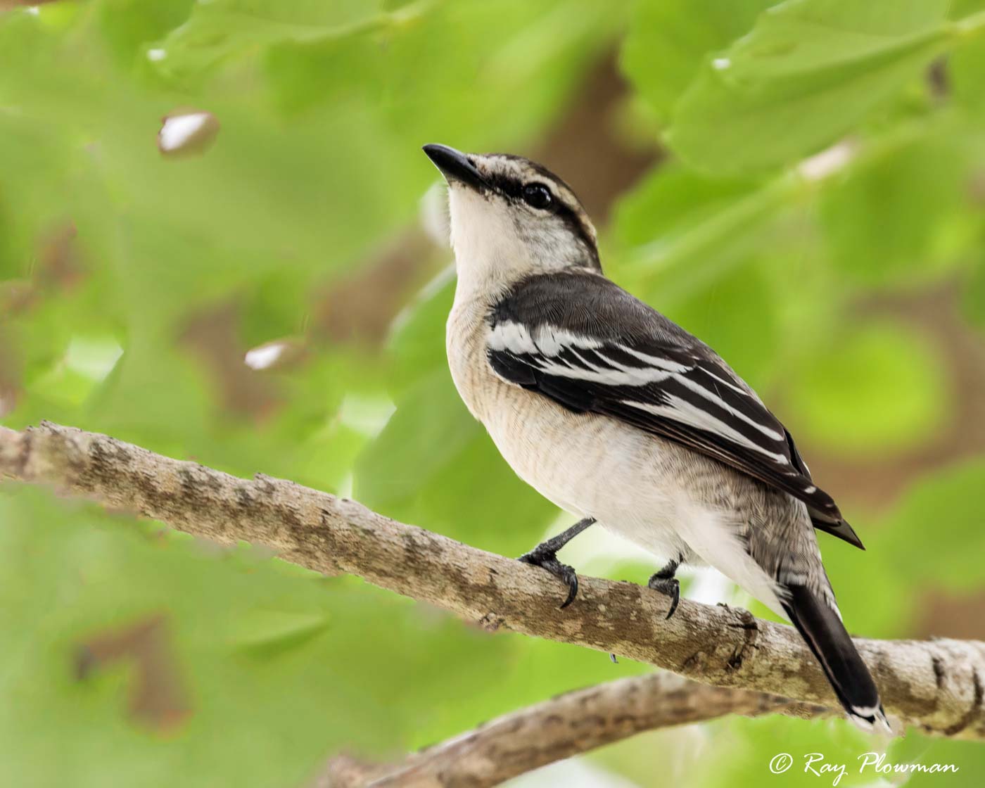Pied Triller (Lalage nigra striga) perched in Nishan Ang Mo Kio Park in Singapore