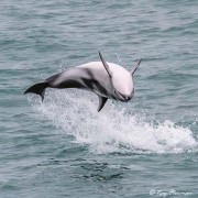 Dusky Dolphin (Lagenorhynchus obscurus) an upside-down leap at Kaikoura Pelagic