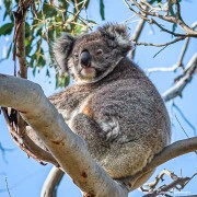 Koala (Phascolarctos cinereus) at Manna Gum Drive in Cape Otway, Victoria