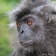 Silvered Leaf Monkey (Trachypithecus cristatus) at Kuala Selangor Nature Park in Malaysia