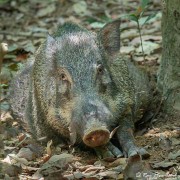 Wild Boar (Sus scrofa) resting in the undergrowth on Pulau Ubin in Singapore